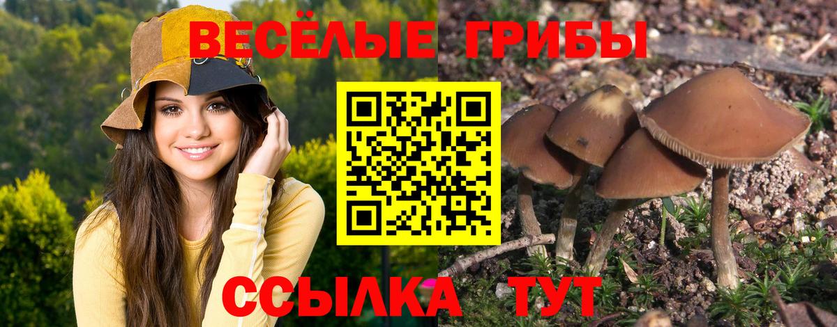 Галлюциногенные грибы Psilocybe  Галлюциногенные грибы прущие грибы  Ленинск-Кузнецкий  Вход с VPN 